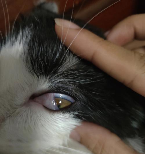 当你的猫咪吐出带血丝的东西时，你应该怎么做（宠物护理）