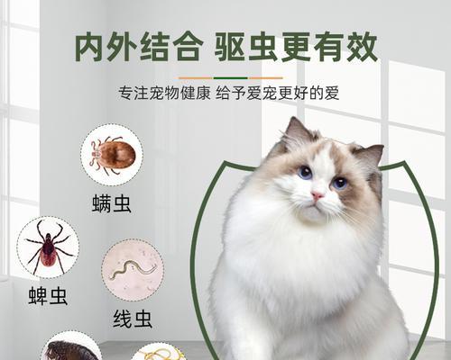 猫咪有跳蚤的危害（了解猫咪跳蚤危害）