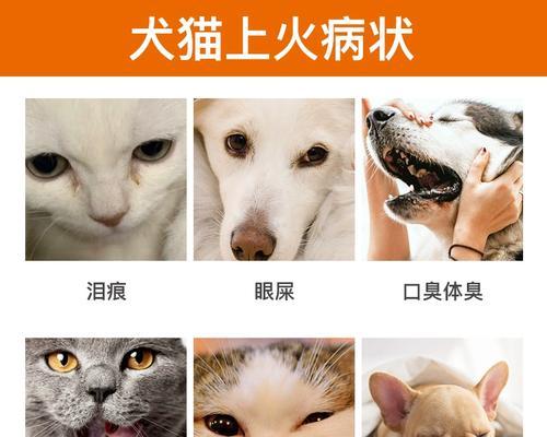 猫咪口腔溃疡如何治疗（以宠物为主）