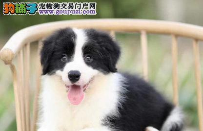 牧羊犬长期拉稀的治疗方法（掌握正确的饮食和日常护理）