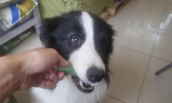 以犬心保狗狗食欲不振（解决狗狗食欲不振的实用方法和技巧）