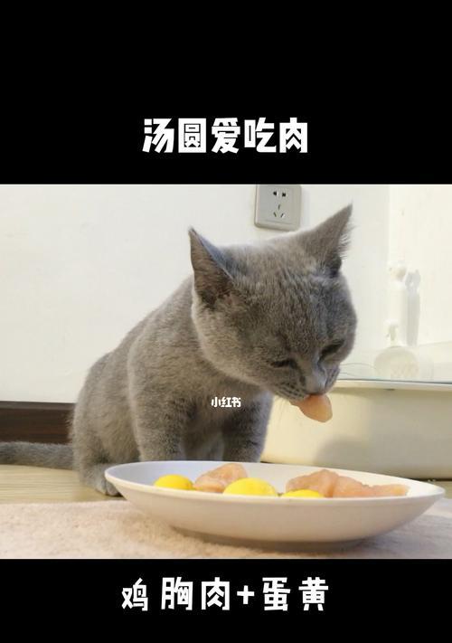 三个月小猫只吃肉？如何科学喂养宠物猫