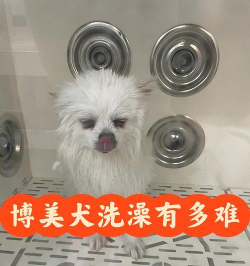 生完狗什么时候能洗澡（探究宠物狗洗澡的时机）