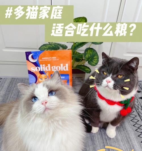 猫咪发胖的原因及如何选择适合的猫粮（了解猫咪的生活习惯）