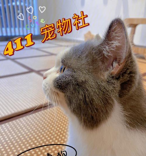 在台州领养猫咪，给爱宠一个温馨家庭（如何在台州收养猫咪）