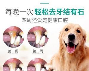 宠物犬龈发炎如何治疗（治疗宠物犬龈发炎的有效方法）