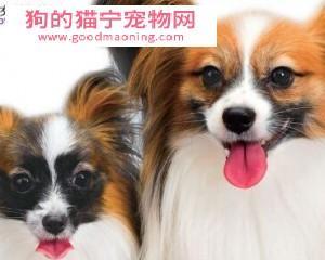 追寻蝴蝶犬之谜，打造温馨宠物家庭（追寻蝴蝶犬之谜）