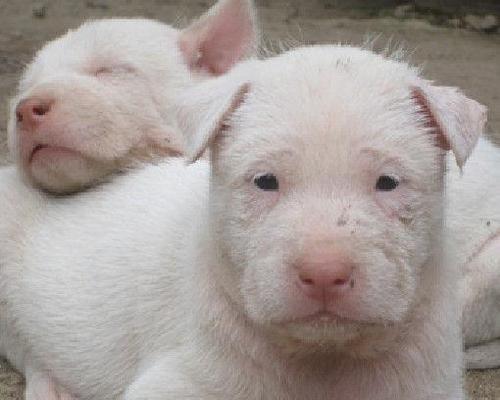 江西哪里有下司犬卖（探寻江西下司犬市场）