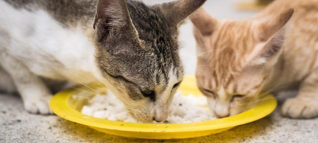 小猫饮食指南——两个月的小猫能吃什么