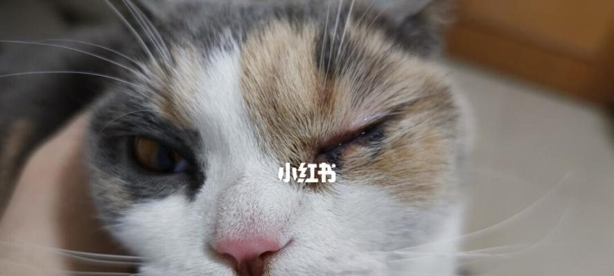 猫咪眼睛突出急救指南（如何处理突出眼睛的猫咪）