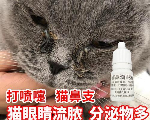 猫感冒流鼻涕该如何治疗（宠物鼻塞怎么办）