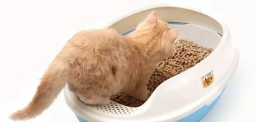 猫咪肚子里的秘密（宠物健康保健必知）