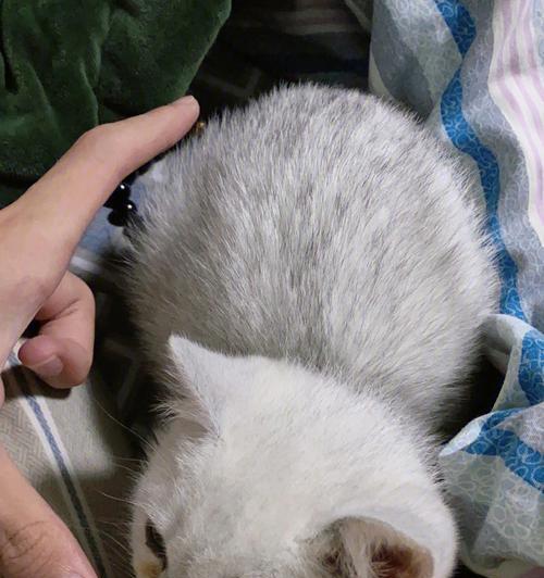 猫咪黄疸（宠物黄疸的原因和症状分析）