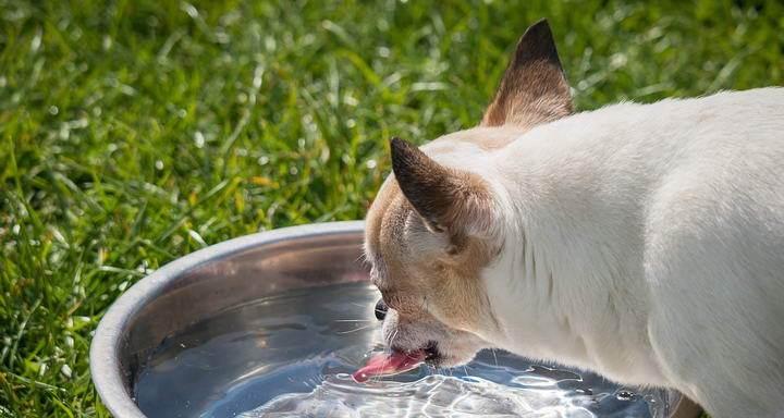 猫咪伸长脖子喝水的奇妙之处（揭开猫咪喝水姿势的秘密）