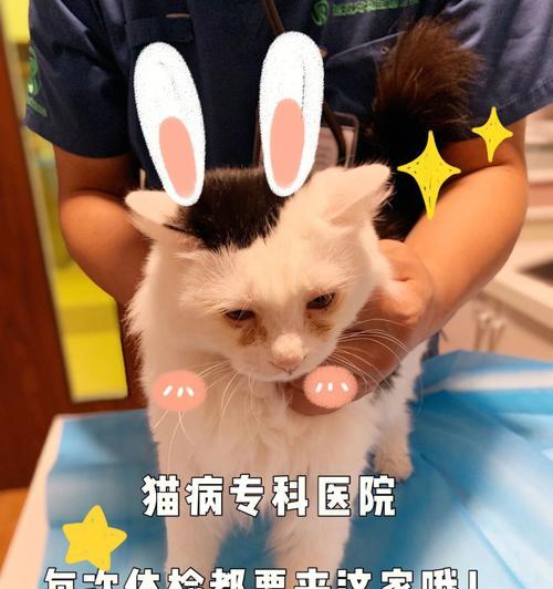 小心（宠物猫咪的疾病传染给人的危害和预防方法）