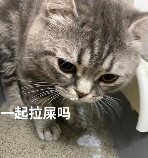 猫咪三天不拉屎应急解决方案（宠物健康问题）