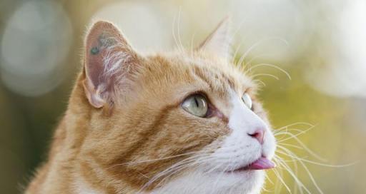 猫咪青光眼的治疗方法（以宠物为主）