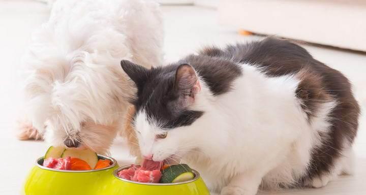 猫咪维生素C中毒——如何保护你的爱宠（掌握症状）
