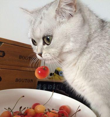猫咪夏天的健康饮食（猫咪可以吃哪些水果）