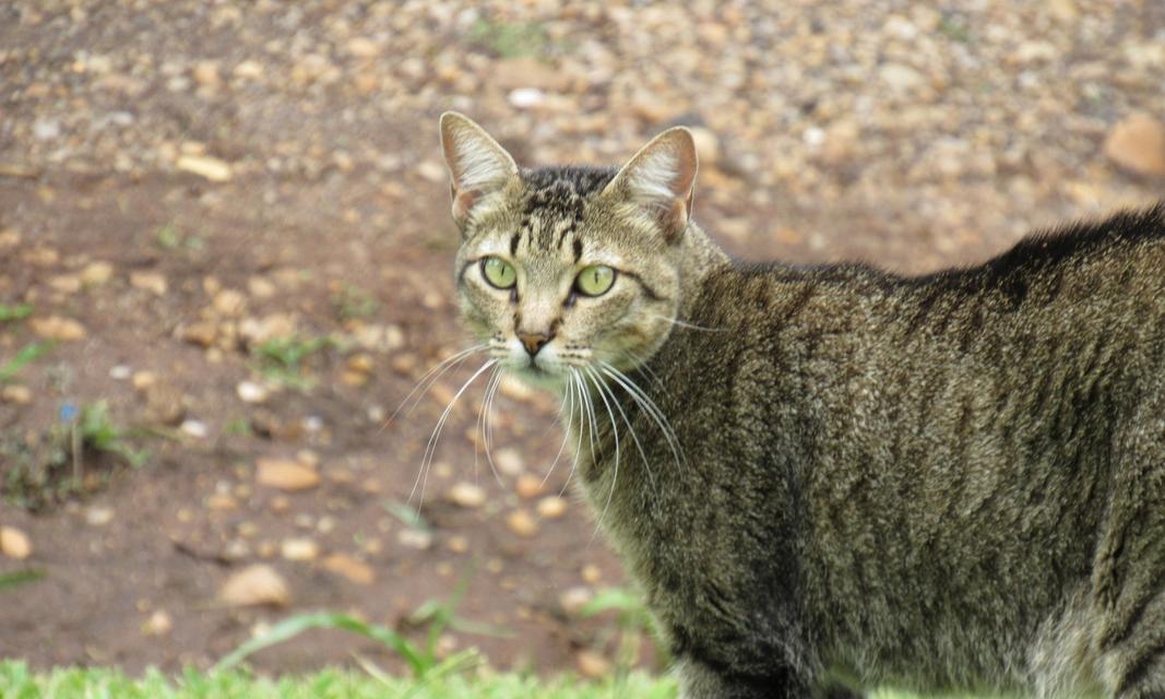 照顾有心脏病的猫咪，这些饮食禁忌必须知道（关注宠物健康）