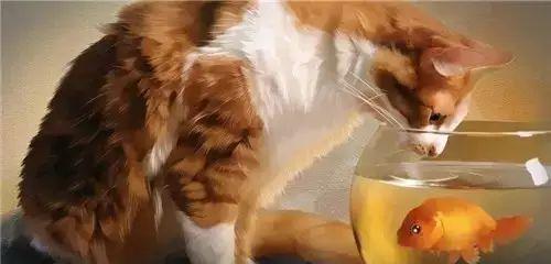 如何为宠物猫咪注射胰岛素（视频教程详解）