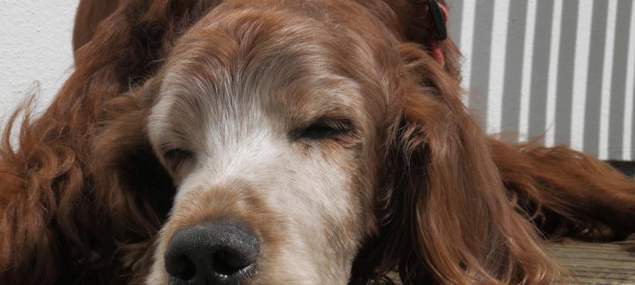 宠物狗咳嗽怎么办（如何帮助三个月大的狗缓解咳嗽症状）