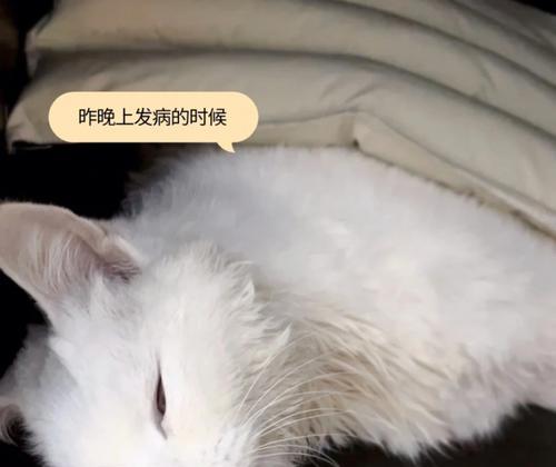 小猫突发抽搐流口水瞳孔放大，原因竟是……（宠物主人必读！了解这些）