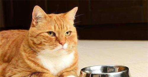 猫咪便秘引起腹水（探究猫咪便秘引发腹水的原因与预防措施）