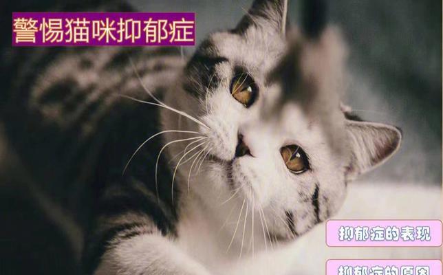 如何帮助宠物猫克服抑郁症（让你的宠物猫重获快乐和活力）