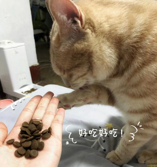 猫咪饮食健康问题（从不爱吃饭到肚子扁）