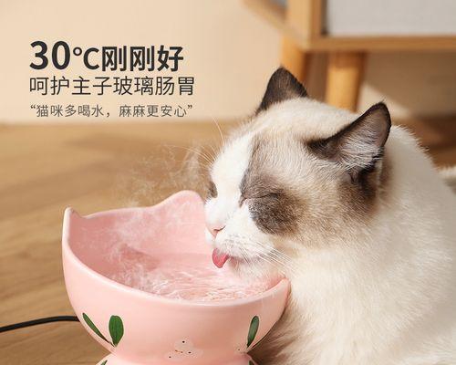 猫咪为什么不吃东西不喝水（探寻猫咪不进食的原因及解决方法）