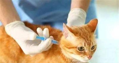 宠物猫咪拒绝吃棉签（如何保护宠物猫咪的口腔健康）