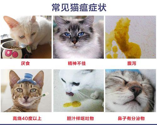 猫咪拉稀症状详解（探讨宠物拉稀的原因和治疗方法）