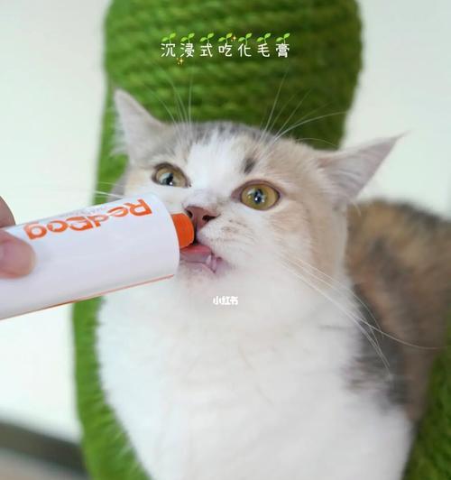 宠物猫不吐毛球的秘密（如何帮助猫咪消化及预防毛球症）