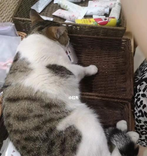 猫咪产后不发胖的原因（探究宠物猫咪产后不发胖的原因及解决方法）