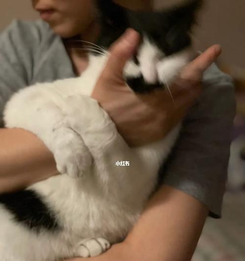 猫咪长大不喜欢抱的原因解析（探究宠物猫咪成长过程中的行为变化及心理发展）