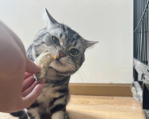 猫咪长牙期间能否吃鱼（探究猫咪长牙期间饮食问题）