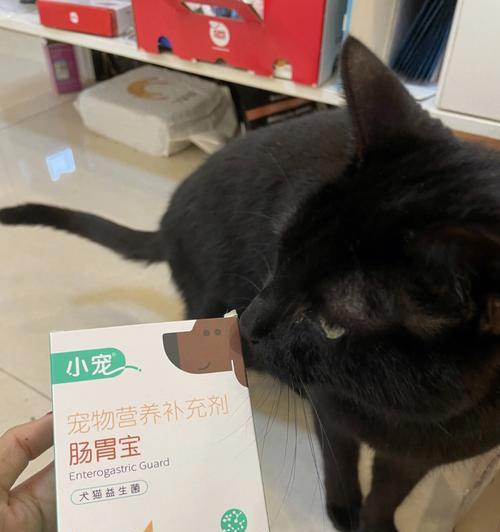 猫咪肠道异物初期症状与预防（如何识别猫咪肠道异物的初期症状）