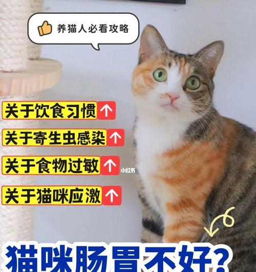 宠物猫肠胃不佳，如何科学喂养（科学喂养让宠物猫健康成长）