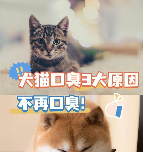 猫咪口臭不好怎么办（宠物肠胃不好的原因及解决方法）