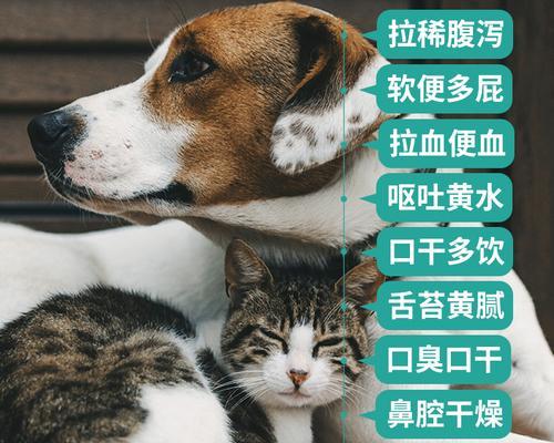 猫咪肠胃不好拉肚子，如何预防与治疗？