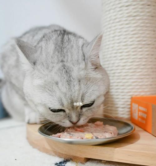 猫咪吃不下东西，是什么原因（探寻猫咪不食的背后原因）