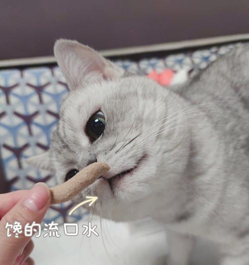 冻干猫粮的正确食用方式（宠物猫需要泡发冻干猫粮吗）