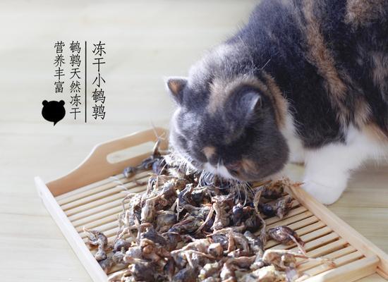 猫咪的饮食需求和冻干鸡心的正确喂养方式（以宠物为主的实用指南）