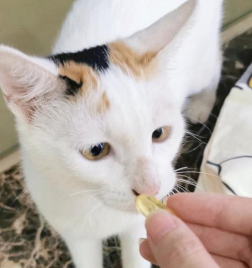 猫咪吃饭闭一只眼睛的原因（揭秘猫咪饮食的“奥秘”及食物危害）