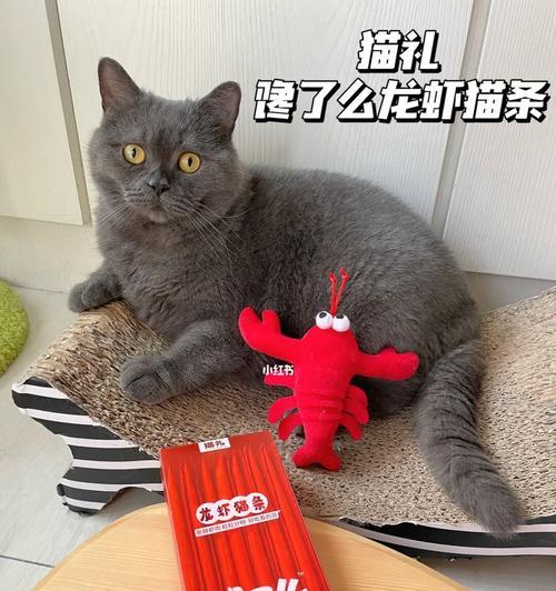 萌猫与小龙虾的生死之恋（宠物猫咪吃活小龙虾）