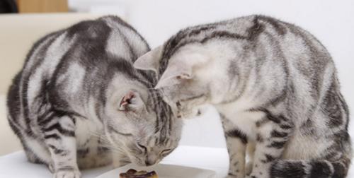 猫咪误食白凡士林该怎么办（了解白凡士林的成分和影响）