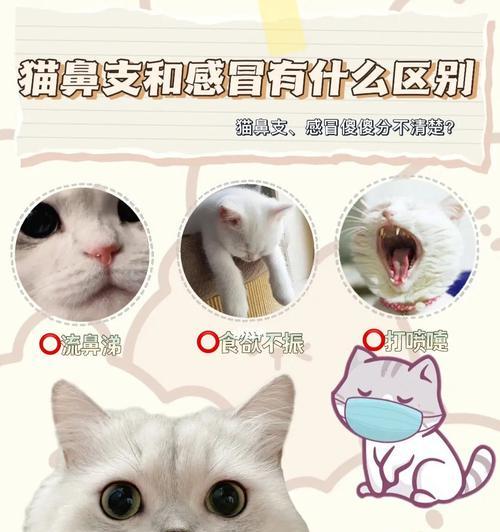 猫咪误食感冒药的故事（以宠物为主）