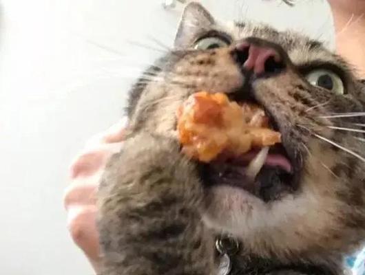 宠物猫咪吃塑料吐出来，这是为什么（分析宠物猫咪吃塑料的原因及预防措施）