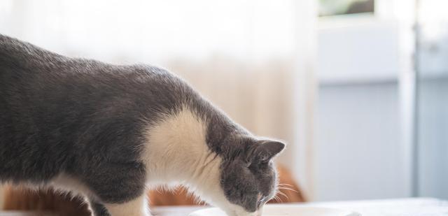 猫咪进食过量的应对措施（如何防止猫咪进食过量以及处理进食过量的情况）